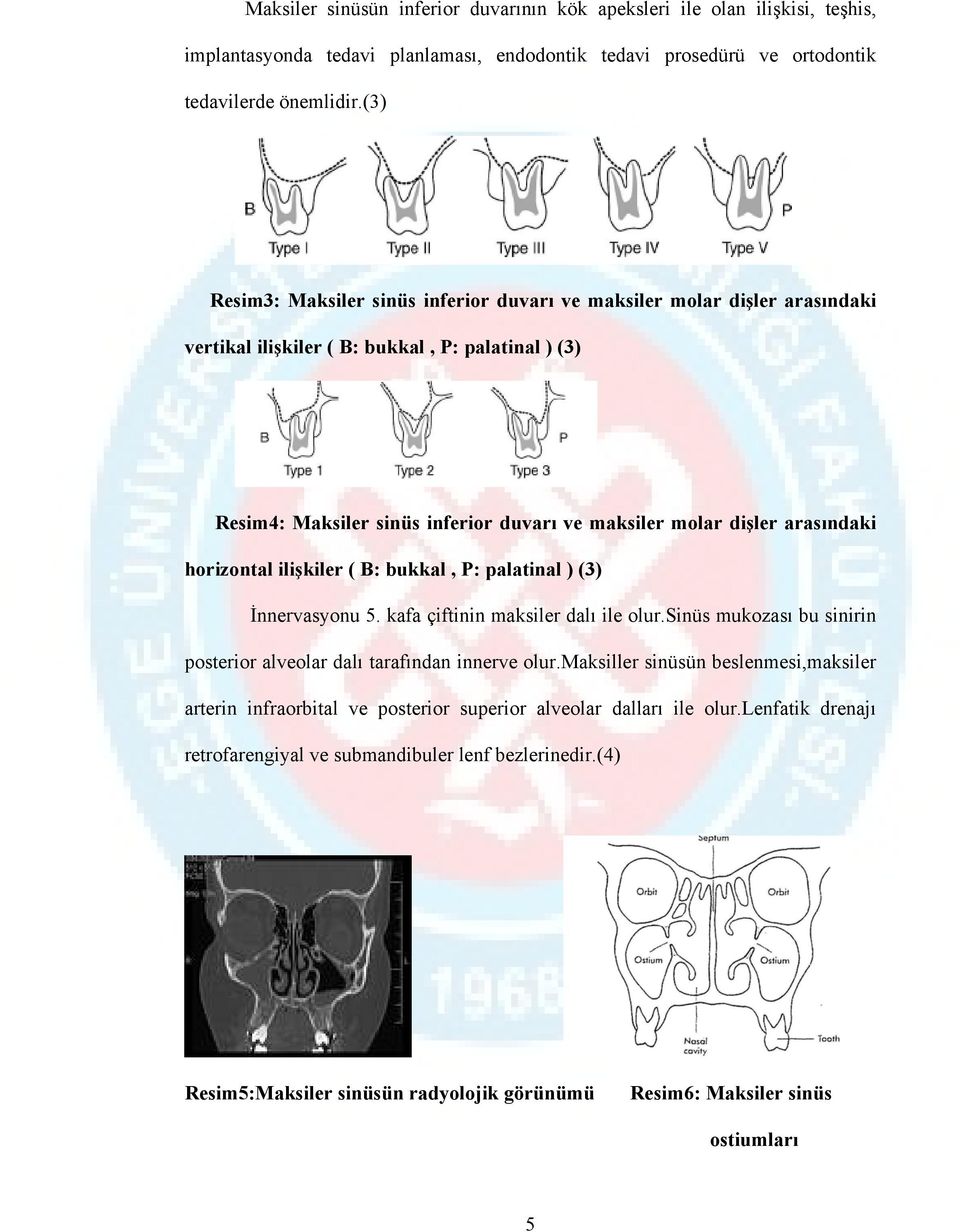 arasındaki horizontal ilişkiler ( B: bukkal, P: palatinal ) (3) İnnervasyonu 5. kafa çiftinin maksiler dalı ile olur.sinüs mukozası bu sinirin posterior alveolar dalı tarafından innerve olur.