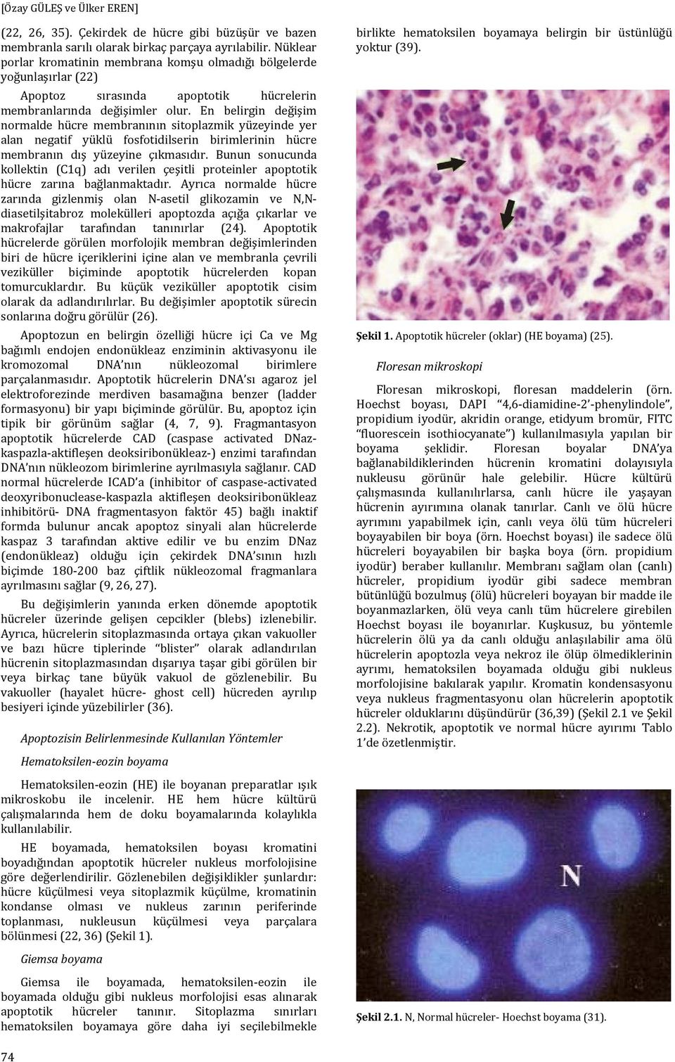 En belirgin değişim normalde hücre membranının sitoplazmik yüzeyinde yer alan negatif yüklü fosfotidilserin birimlerinin hücre membranın dış yüzeyine çıkmasıdır.