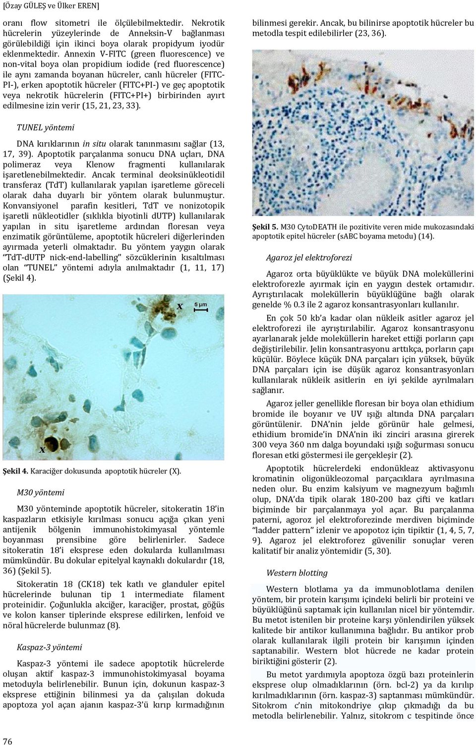 geç apoptotik veya nekrotik hücrelerin (FITC+PI+) birbirinden ayırt edilmesine izin verir (15, 21, 23, 33). bilinmesi gerekir.