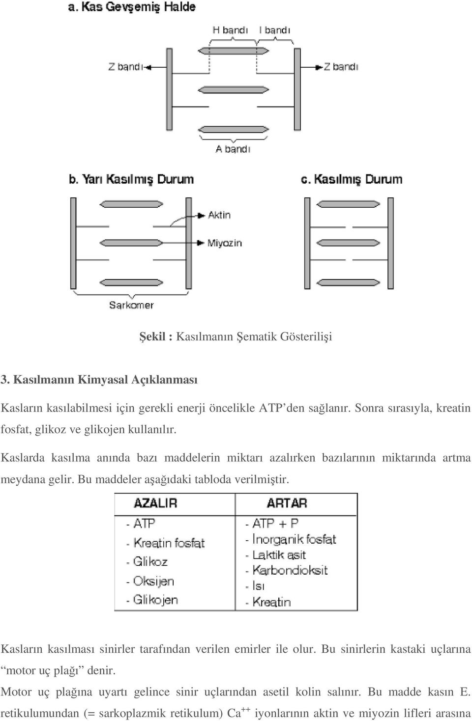 Kaslarda kasılma anında bazı maddelerin miktarı azalırken bazılarının miktarında artma meydana gelir. Bu maddeler aşağıdaki tabloda verilmiştir.