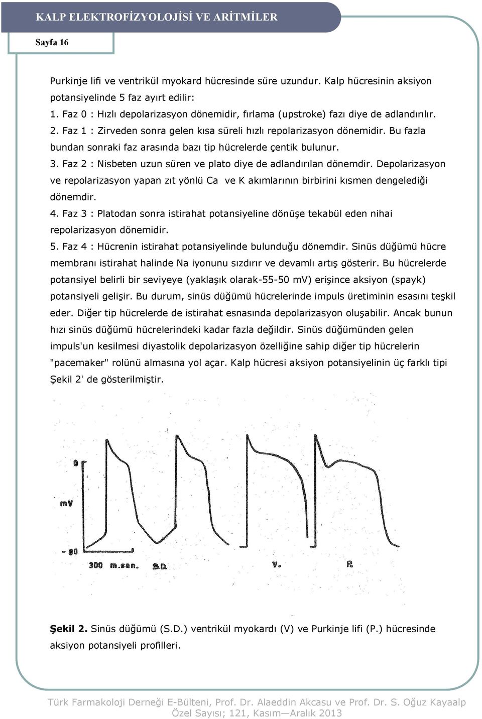 Bu fazla bundan sonraki faz arasında bazı tip hücrelerde çentik bulunur. 3. Faz 2 : Nisbeten uzun süren ve plato diye de adlandırılan dönemdir.