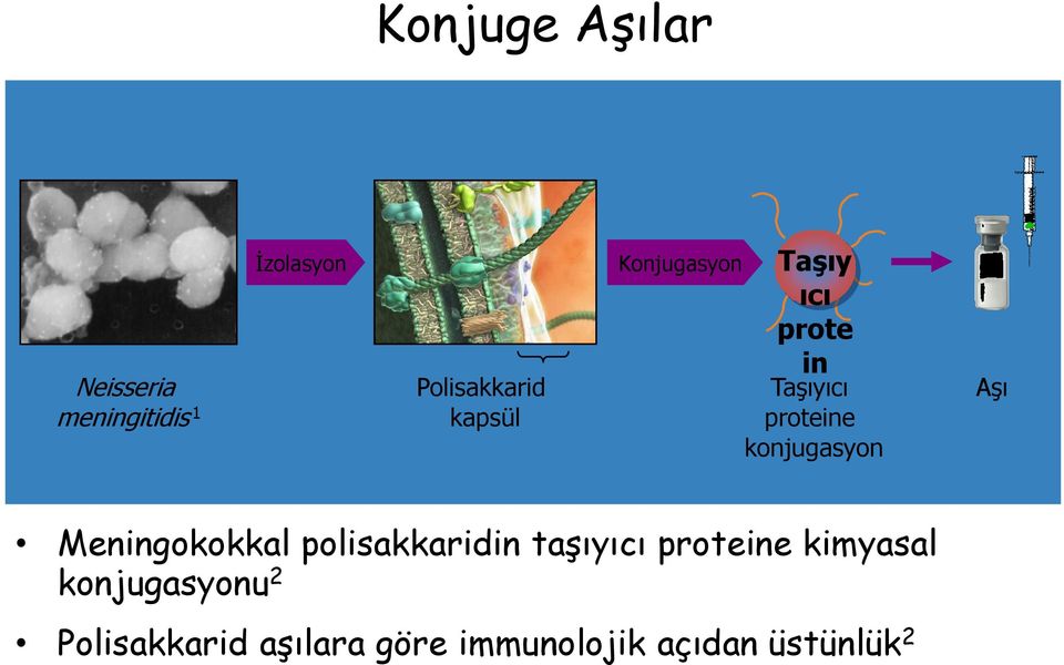 konjugasyon Aşı Meningokokkal polisakkaridin taşıyıcı proteine