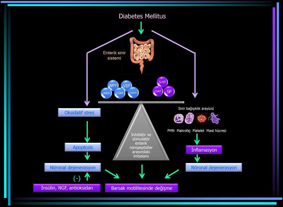 nöropeptidler arasındaki imbalans PMN Makrofaj Platelet Mast hücresi İnflamasyon