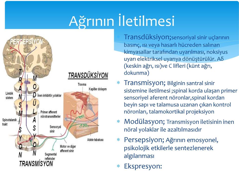 Aδ (keskin ağrı, ısı)ve C lifleri (künt ağrı, dokunma) Transmisyon; Bilginin santral sinir sistemine iletilmesi ;spinal korda ulaşan primer sensoriyel