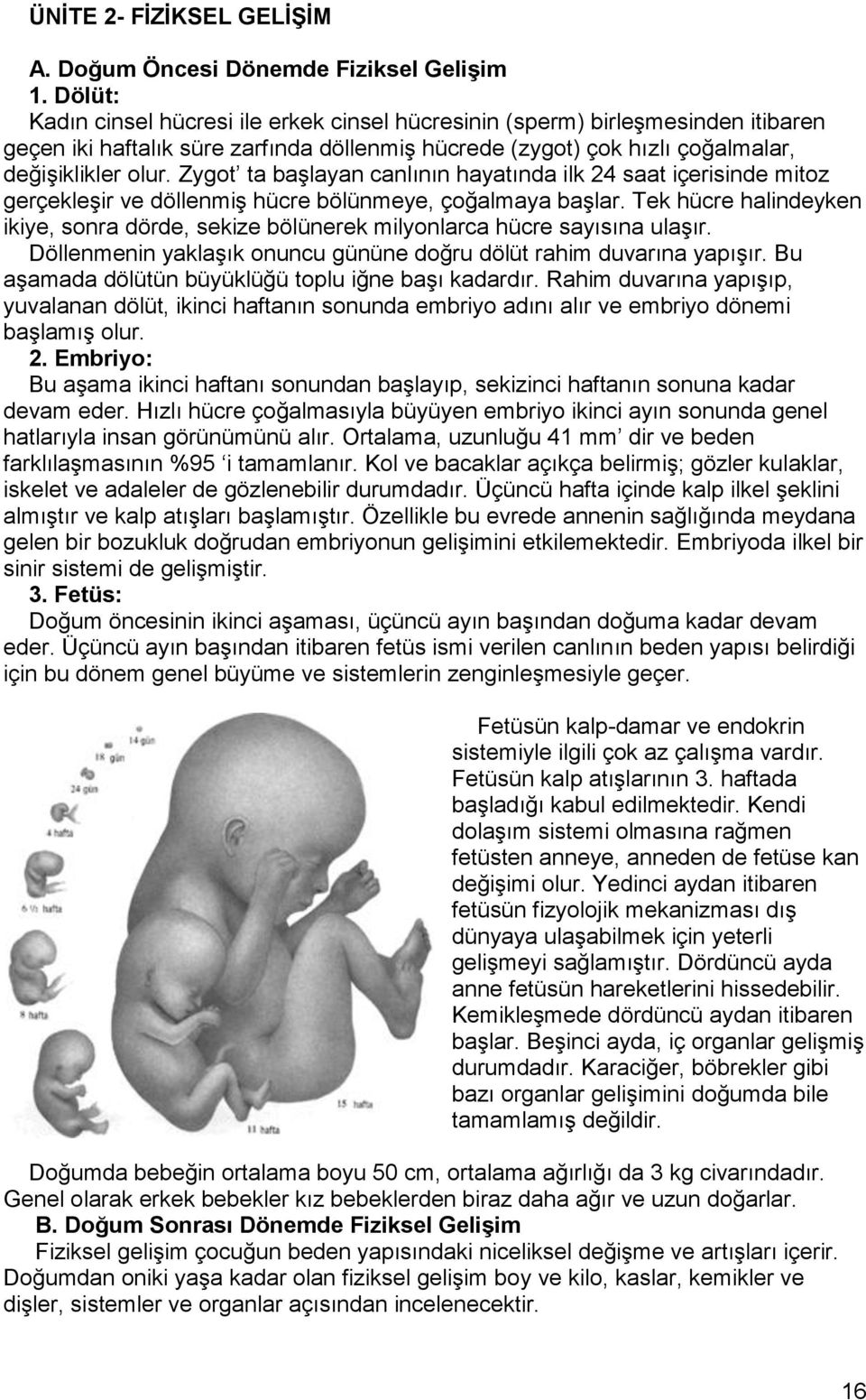 Zygot ta başlayan canlının hayatında ilk 24 saat içerisinde mitoz gerçekleşir ve döllenmiş hücre bölünmeye, çoğalmaya başlar.