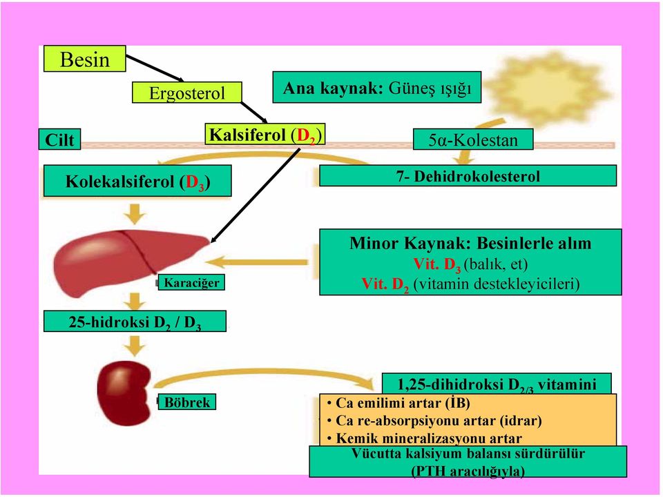 D 2 (vitamin destekleyicileri) 25-hidroksi D 2 / D 3 Böbrek 1,25-dihidroksi D 2/3 vitamini Ca emilimi