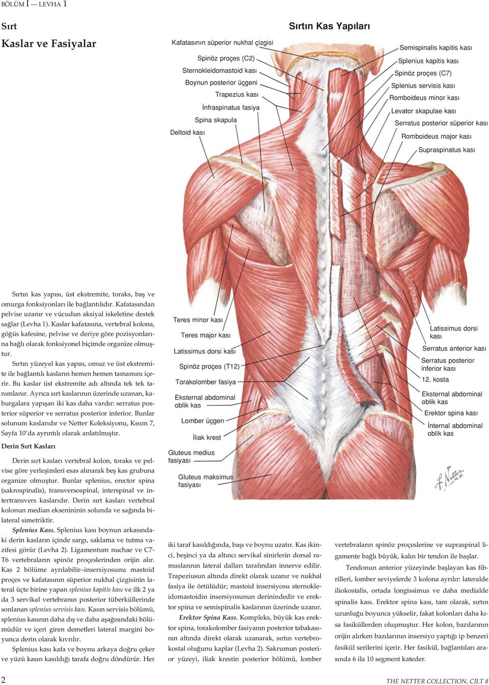 major kas Supraspinatus kas S rt n kas yap s, üst ekstremite, toraks, bafl ve omurga fonksiyonlar ile ba lant l d r. Kafatas ndan pelvise uzan r ve vücudun aksiyal iskeletine destek sa lar (Levha 1).