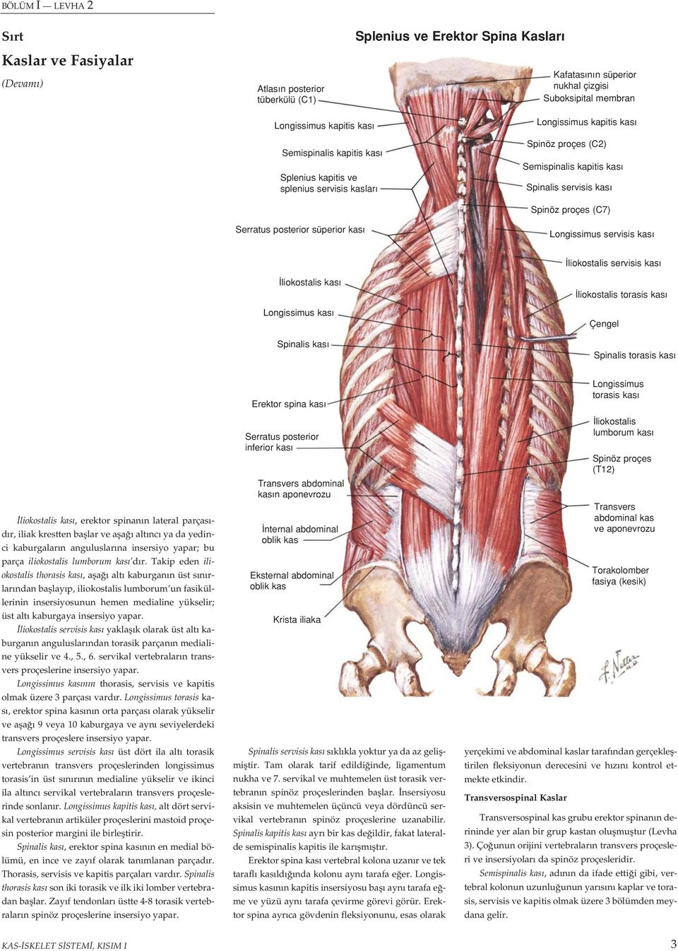 süperior kas Longissimus servisis kas liokostalis servisis kas liokostalis kas Longissimus kas Spinalis kas liokostalis torasis kas Çengel Spinalis torasis kas liokostalis kas, erektor spinan n