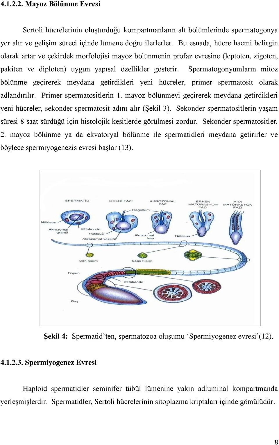 Spermatogonyumların mitoz bölünme geçirerek meydana getirdikleri yeni hücreler, primer spermatosit olarak adlandırılır. Primer spermatositlerin 1.