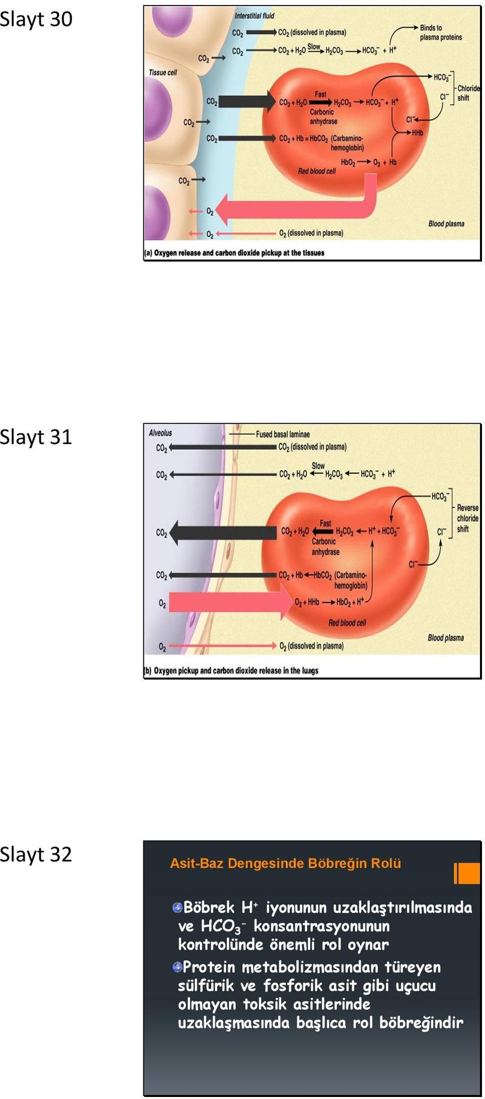 önemli rol oynar Protein metabolizmasından türeyen sülfürik ve fosforik