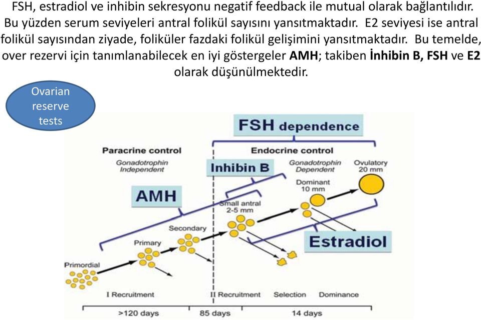 E2 seviyesi ise antral folikül sayısından ziyade, foliküler fazdaki folikül gelişimini