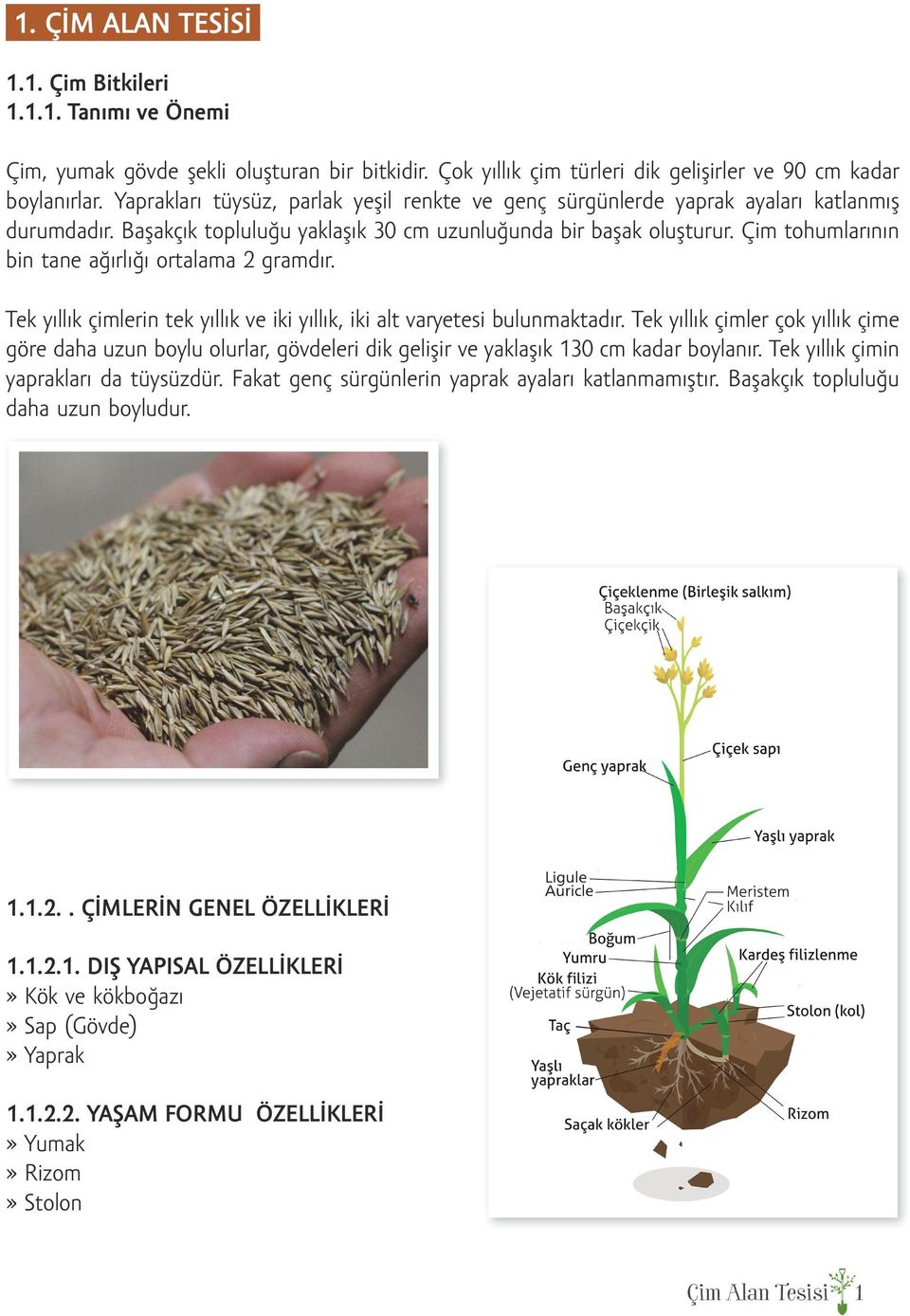 Çim tohumlarının bin tane ağırlığı ortalama 2 gramdır. Tek yıllık çimlerin tek yıllık ve iki yıllık, iki alt varyetesi bulunmaktadır.