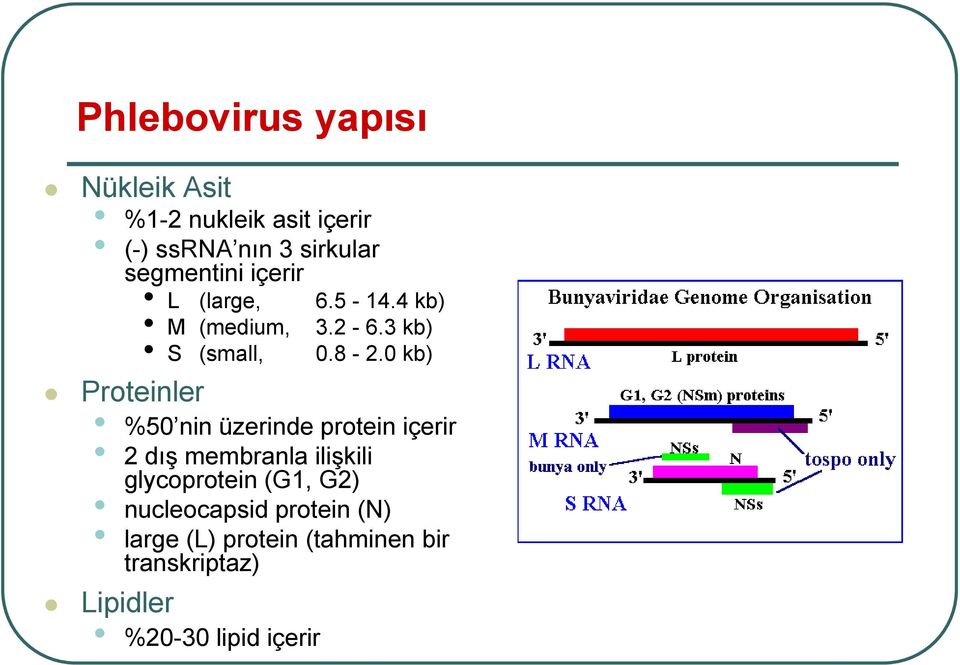 0 kb) Proteinler %50 nin üzerinde protein içerir 2 dış membranla ilişkili glycoprotein