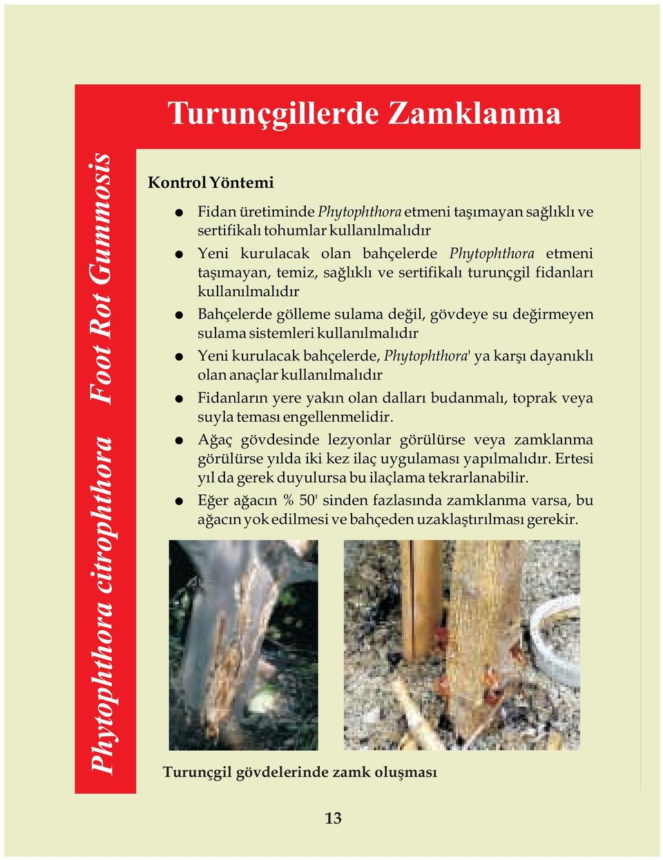 kullanýlmalýdýr Yeni kurulacak bahçelerde, Phytophthora' ya karþý dayanýklý olan anaçlar kullanýlmalýdýr Fidanlarýn yere yakýn olan dallarý budanmalý, toprak veya suyla temasý engellenmelidir.