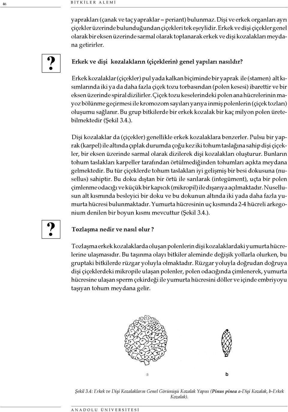 Erkek kozalaklar (çiçekler) pul yada kalkan biçiminde bir yaprak ile (stamen) alt kısımlarında iki ya da daha fazla çiçek tozu torbasından (polen kesesi) ibarettir ve bir eksen üzerinde spiral