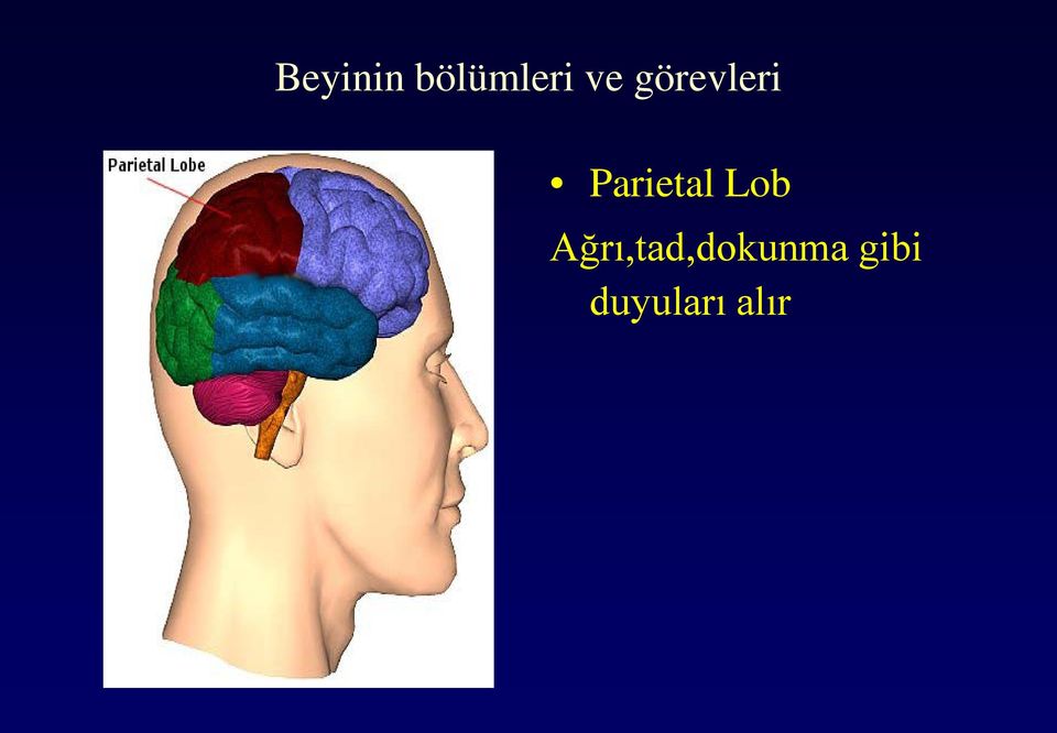 Parietal Lob