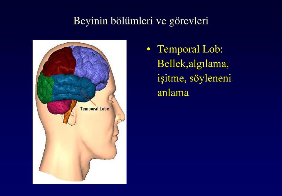 Lob: Bellek,algılama,