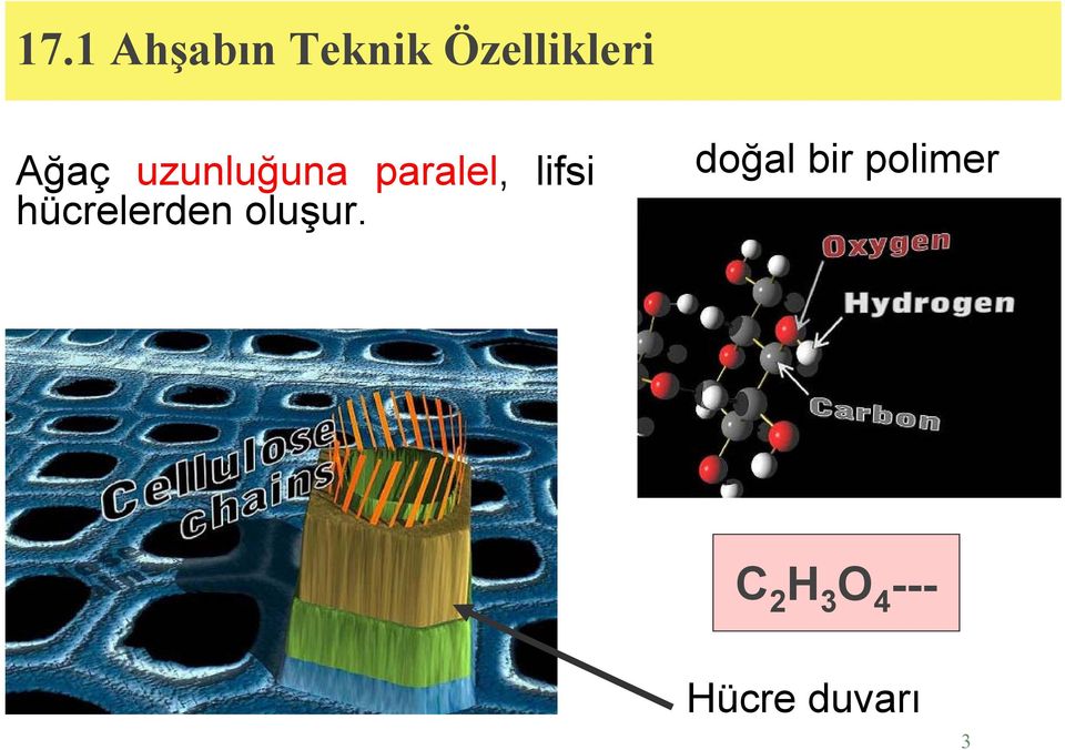 hücrelerden oluşur.