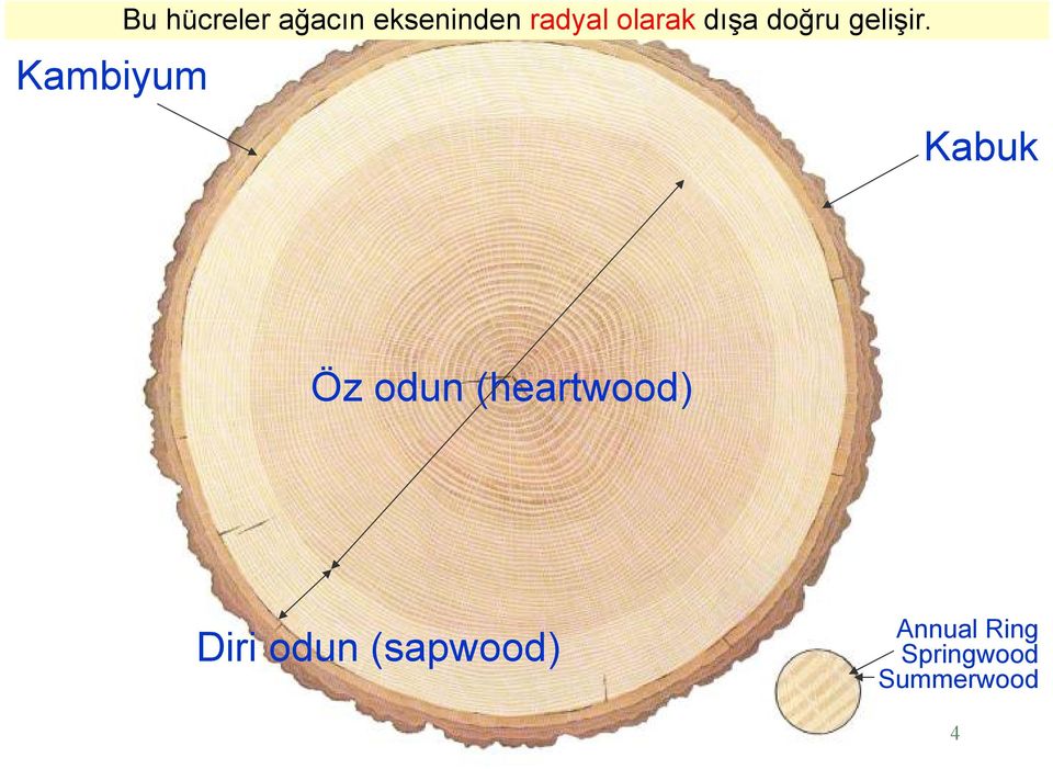 Kabuk Öz odun (heartwood) Diri odun