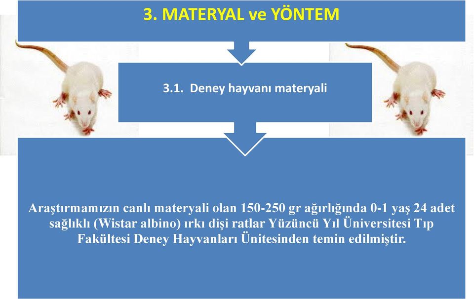 150-250 gr ağırlığında 0-1 yaş 24 adet sağlıklı (Wistar albino)