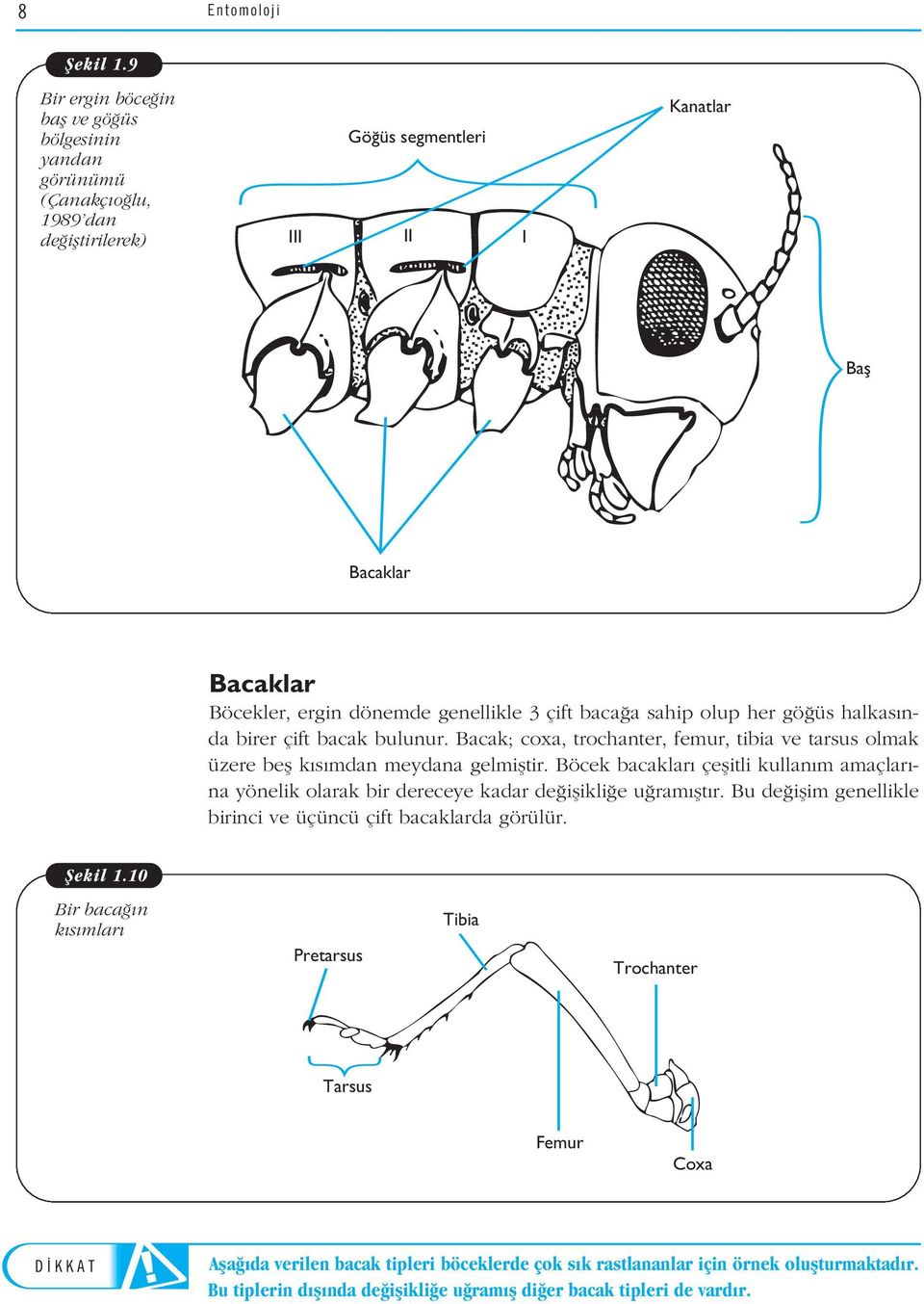 çift baca a sahip olup her gö üs halkas nda birer çift bacak bulunur. Bacak; coxa, trochanter, femur, tibia ve tarsus olmak üzere befl k s mdan meydana gelmifltir.