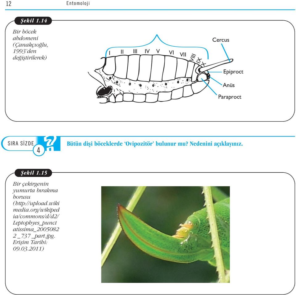 Anüs Paraproct 4 Bütün difli böceklerde Ovipozitör bulunur mu? Nedenini aç klay n z. fiekil 1.