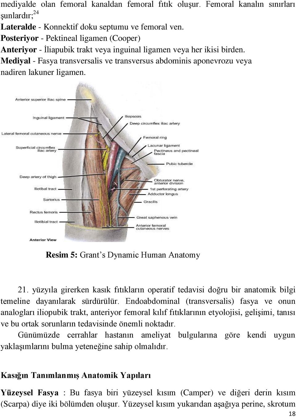 Mediyal - Fasya transversalis ve transversus abdominis aponevrozu veya nadiren lakuner ligamen. Resim 5: Grant s Dynamic Human Anatomy 21.