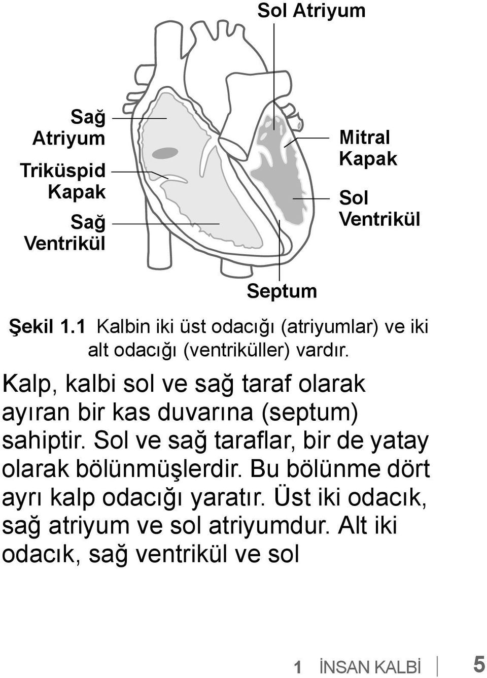 Kalp, kalbi sol ve sağ taraf olarak ayıran bir kas duvarına (septum) sahiptir.