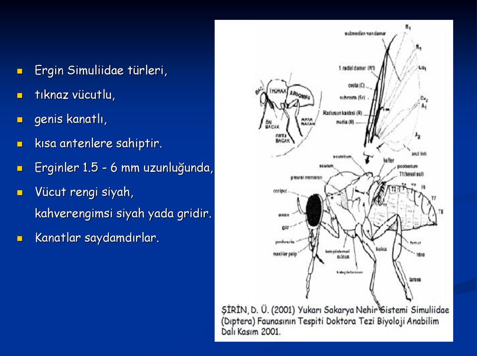 Erginler 1.