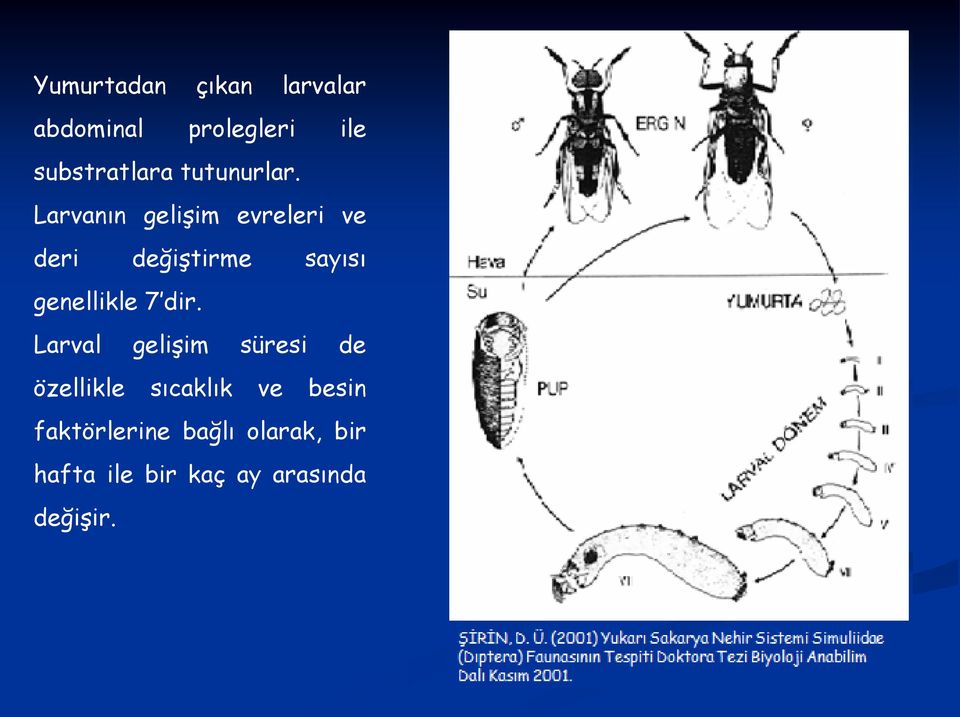 Larvanın gelişim evreleri ve deri değiştirme sayısı genellikle 7