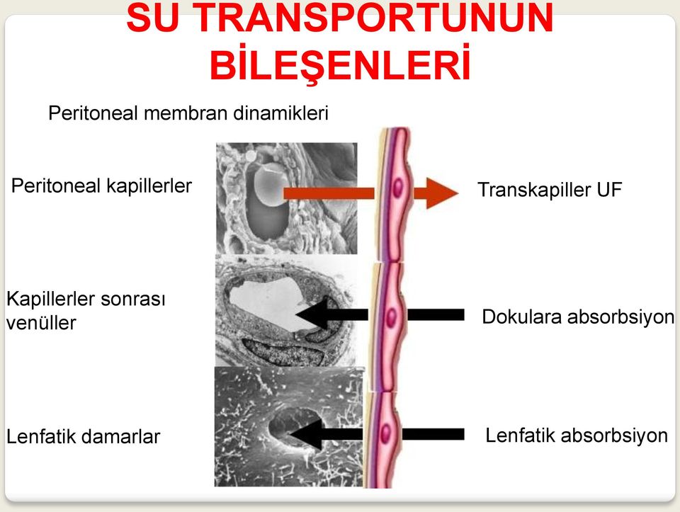 Transkapiller UF Kapillerler sonrası venüller