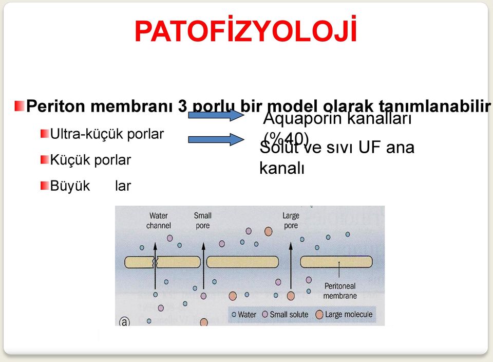 kanalları Ultra-küçük porlar Solüt (%40)