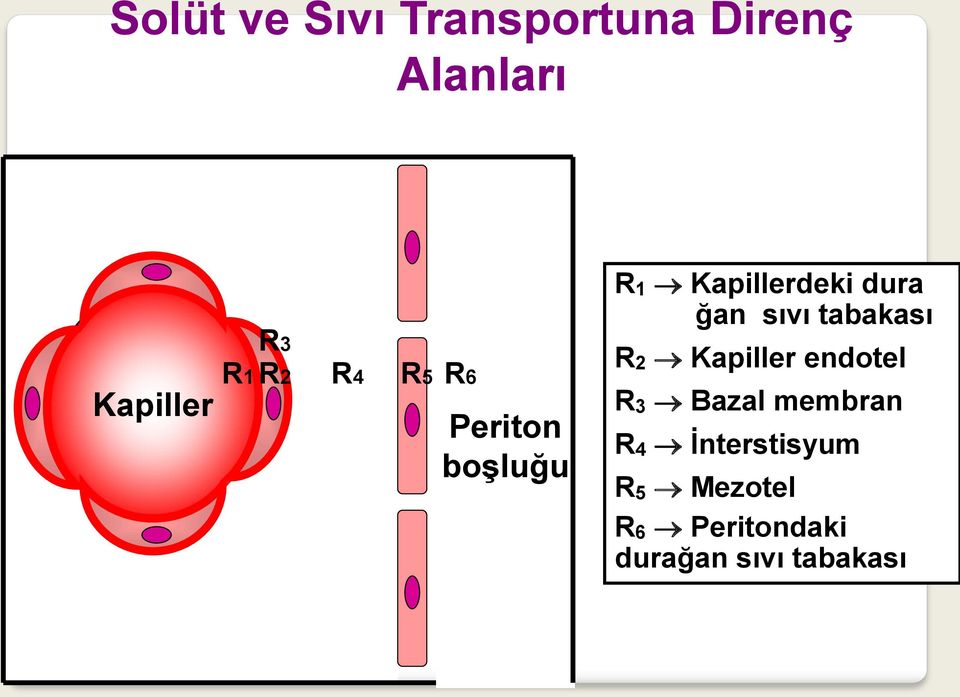 sıvı tabakası R2 Kapiller endotel R3 Bazal membran R4