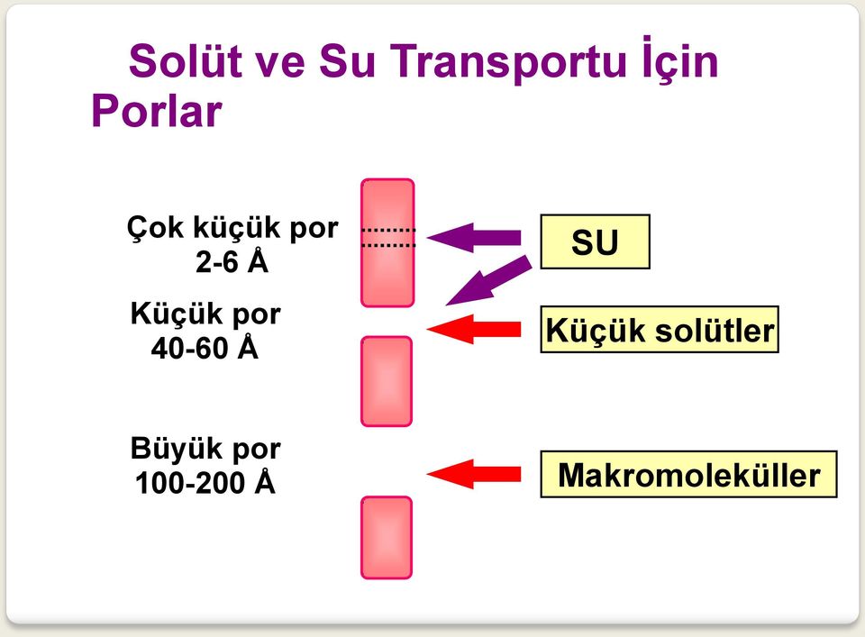 Küçük por 40-60 Å SU Küçük