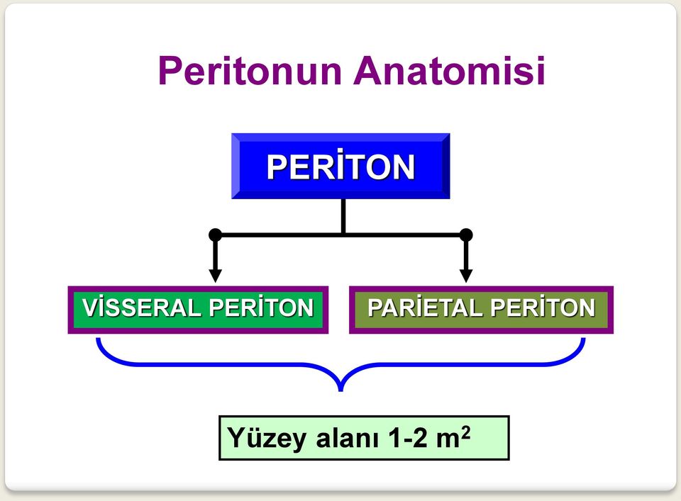 PERĠTON PARĠETAL