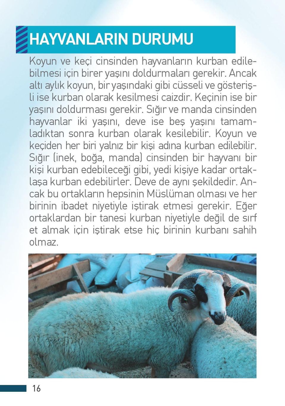 Sığır ve manda cinsinden hayvanlar iki yaşını, deve ise beş yaşını tamamladıktan sonra kurban olarak kesilebilir. Koyun ve keçiden her biri yalnız bir kişi adına kurban edilebilir.