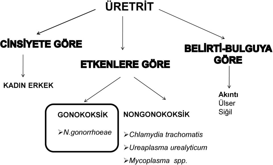 gonorrhoeae Chlamydia