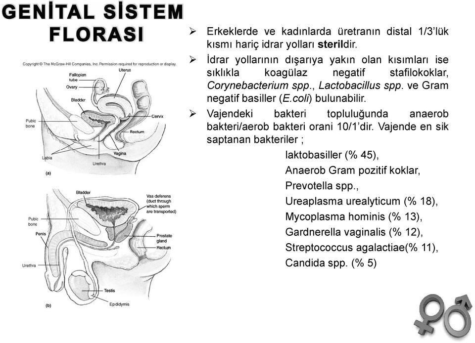 ve Gram negatif basiller (E.coli) bulunabilir. Vajendeki bakteri topluluğunda anaerob bakteri/aerob bakteri orani 10/1 dir.