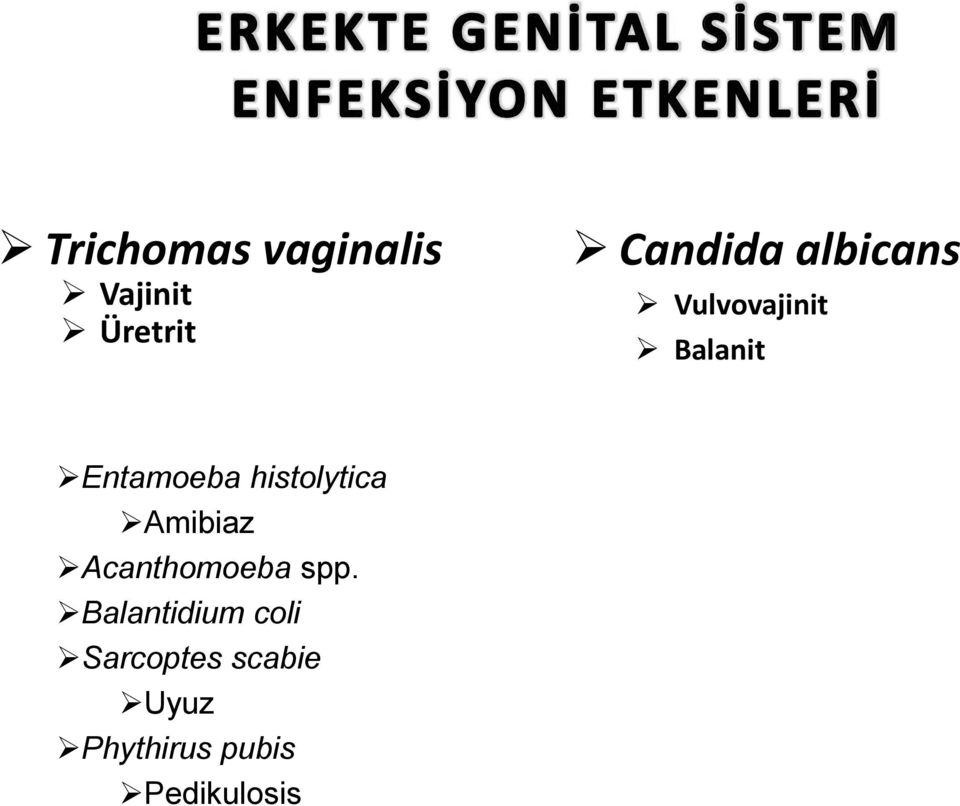 Balantidium coli Sarcoptes scabie Uyuz