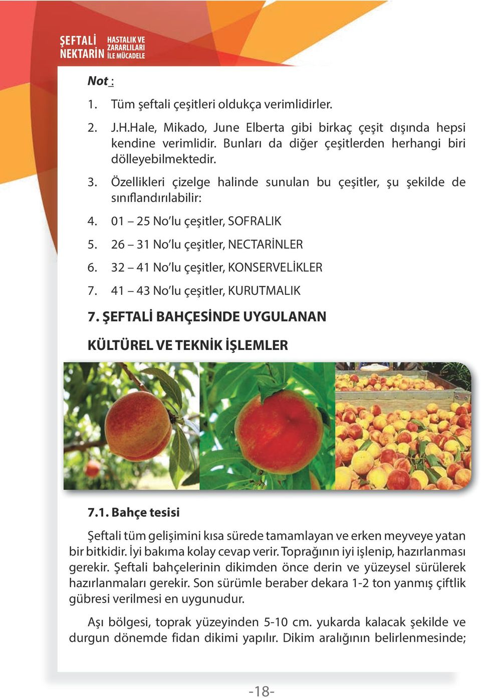 26 31 No lu çeşitler, NECTARİNLER 6. 32 41 No lu çeşitler, KONSERVELİKLER 7. 41 43 No lu çeşitler, KURUTMALIK 7. ŞEFTALİ BAHÇESİNDE UYGULANAN KÜLTÜREL VE TEKNİK İŞLEMLER 7.1. Bahçe tesisi Şeftali tüm gelişimini kısa sürede tamamlayan ve erken meyveye yatan bir bitkidir.