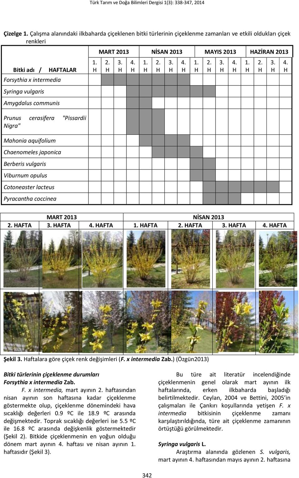 cerasifera "Pissardii Nigra" Mahonia aquifolium Chaenomeles japonica Berberis vulgaris Viburnum opulus Cotoneaster lacteus Pyracantha coccinea 1. MART 2013 NİSAN 2013 MAYIS 2013 AZİRAN 2013 2. 3. 4.