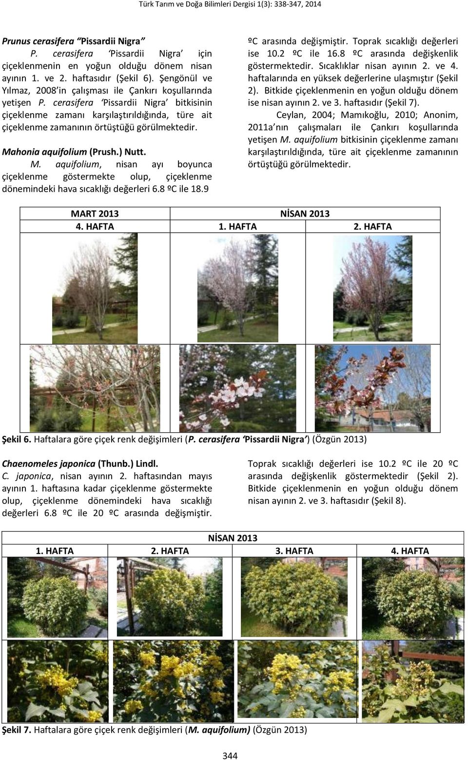 cerasifera Pissardii Nigra bitkisinin çiçeklenme zamanı karşılaştırıldığında, türe ait çiçeklenme zamanının örtüştüğü görülmektedir. Ma