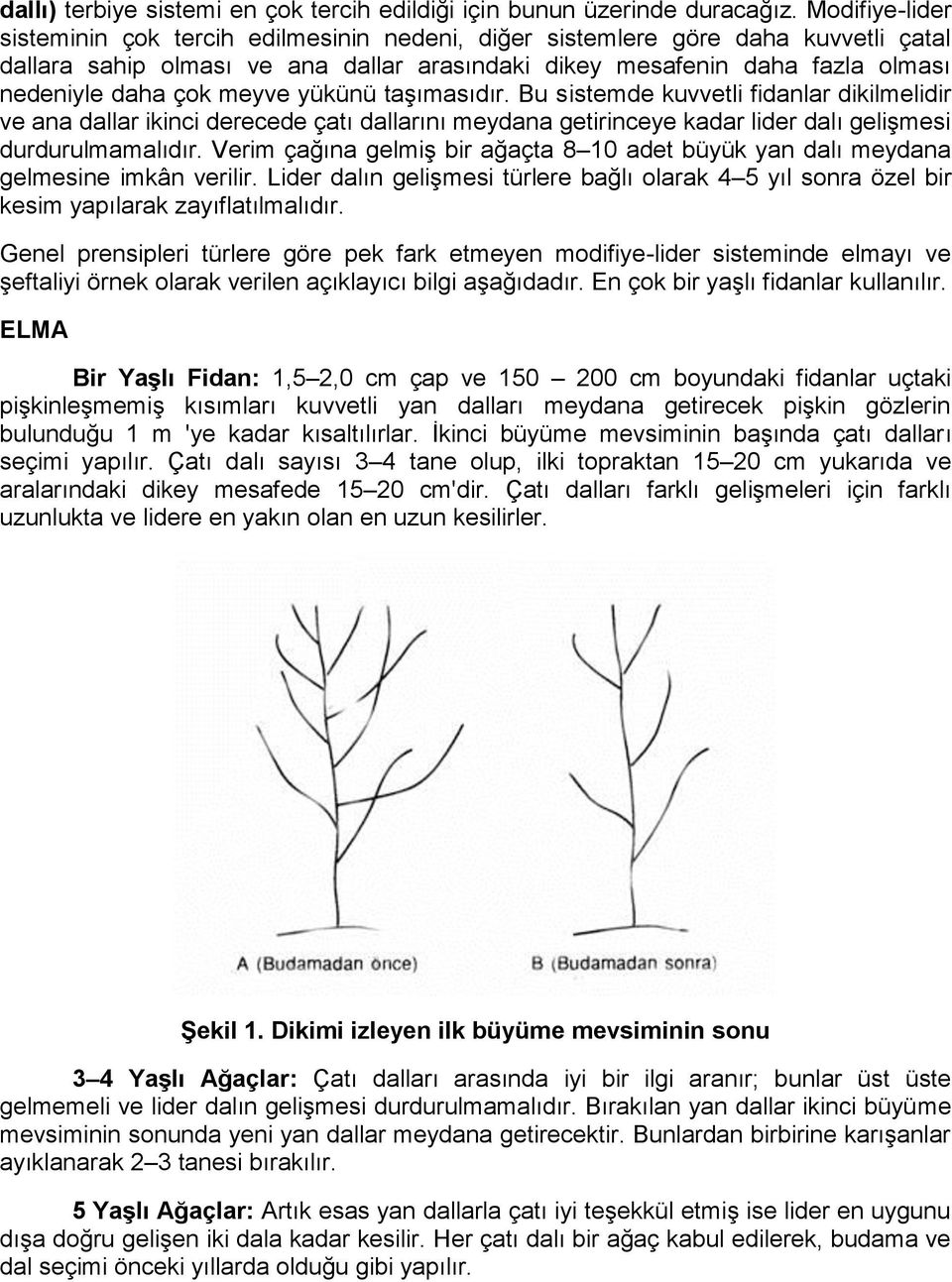 meyve yükünü taşımasıdır. Bu sistemde kuvvetli fidanlar dikilmelidir ve ana dallar ikinci derecede çatı dallarını meydana getirinceye kadar lider dalı gelişmesi durdurulmamalıdır.