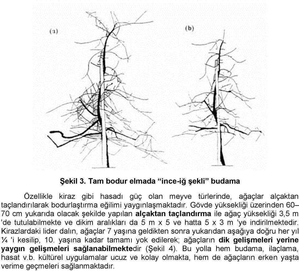 indirilmektedir. Kirazlardaki lider dalın, ağaçlar 7 yaşına geldikten sonra yukarıdan aşağıya doğru her yıl ¼ 'i kesilip, 10.