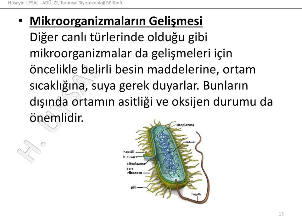 besin maddelerine, ortam sıcaklığına, suya gerek duyarlar.