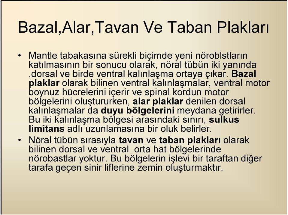 Bazal plaklar olarak bilinen ventral kalınlaşmalar, ventral motor boynuz hücrelerini içerir ve spinal kordun motor bölgelerini oluştururken, alar plaklar denilen dorsal