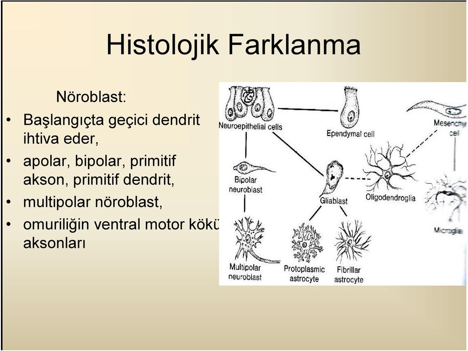 primitif akson, primitif dendrit, multipolar