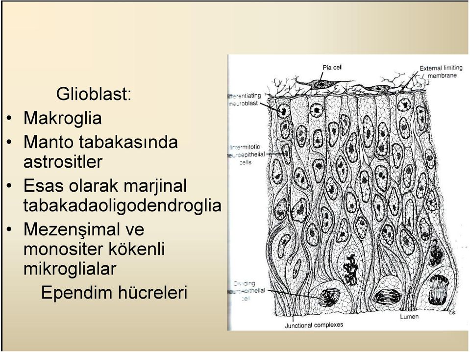 tabakadaoligodendroglia Mezenşimal ve