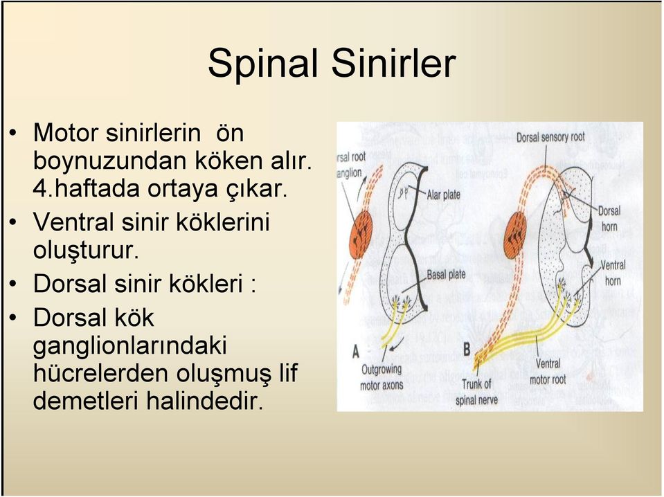 Ventral sinir köklerini oluşturur.