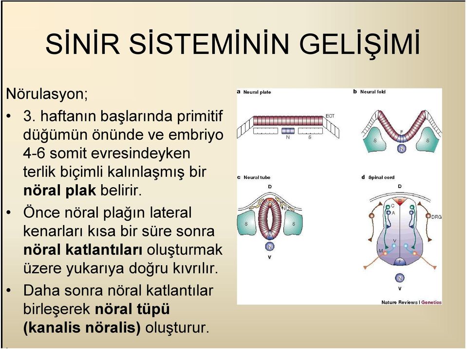 biçimli kalınlaşmış bir nöral plak belirir.